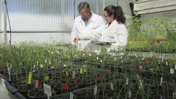 Experiencia BASF 2.0 en arroz